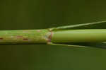 Rufous bulrush